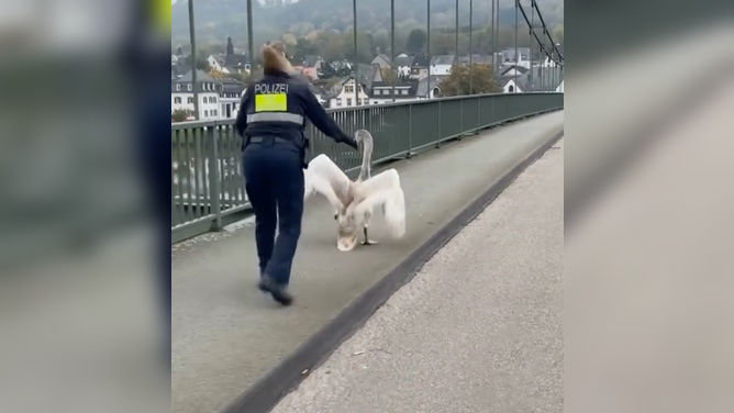 The officer chased after the swan while it evaded capture.